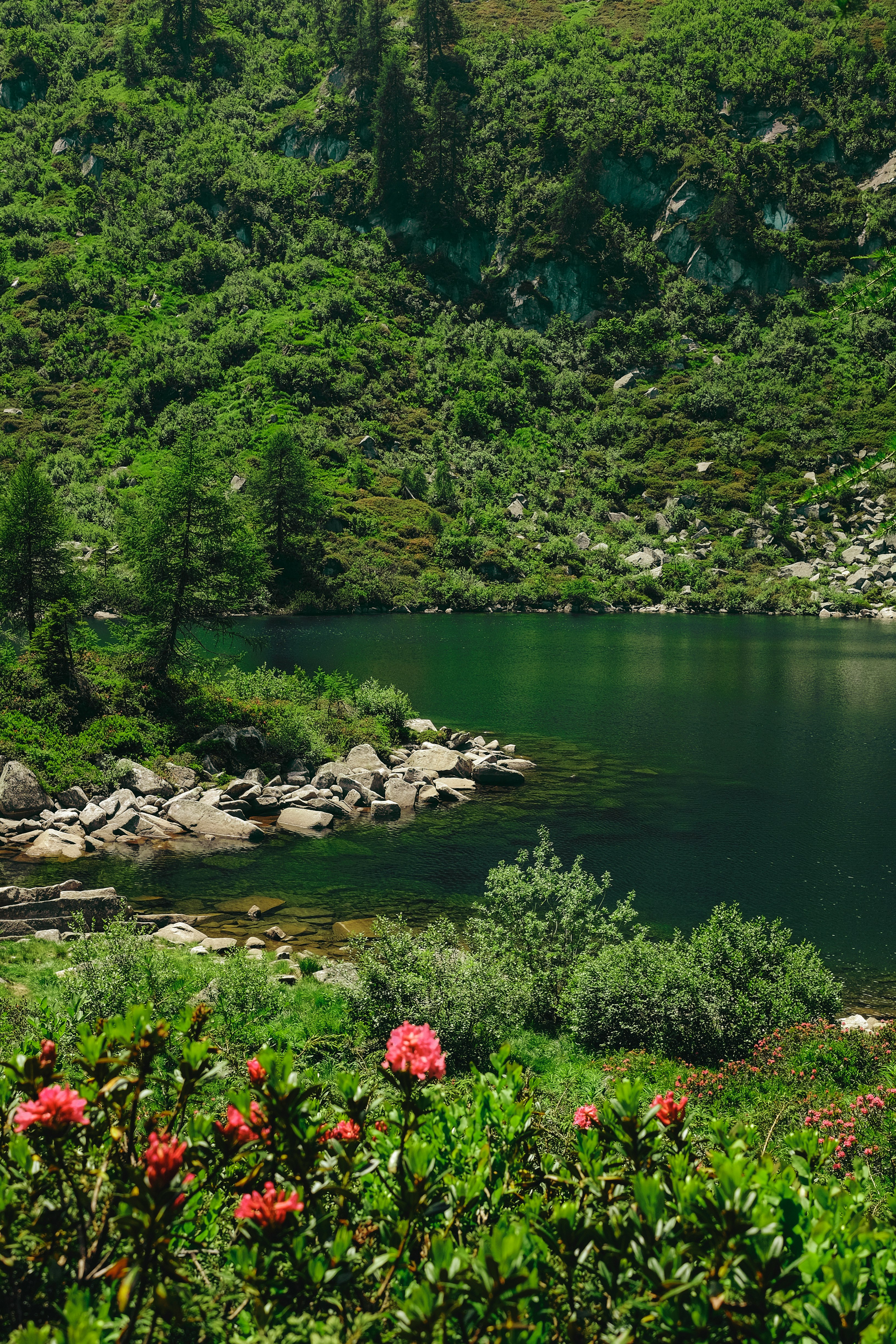 lake in forest